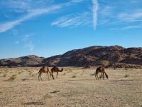 auf dem Weg nach Al-Ula...