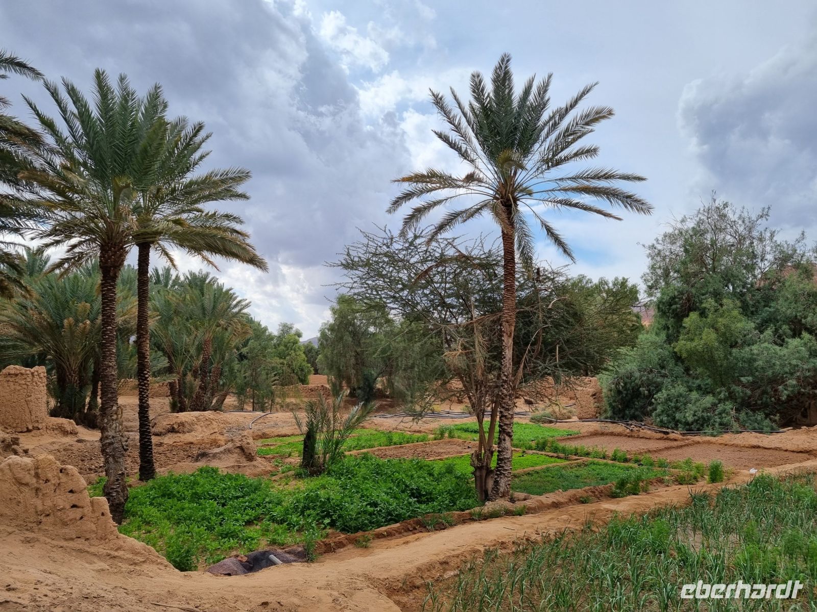 Al-Ula - Oase Daimumah