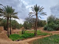 Al-Ula - Oase Daimumah