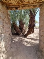 Khaibar - Spaziergang durch die Oase...