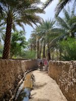 Khaibar - Spaziergang durch die Oase...