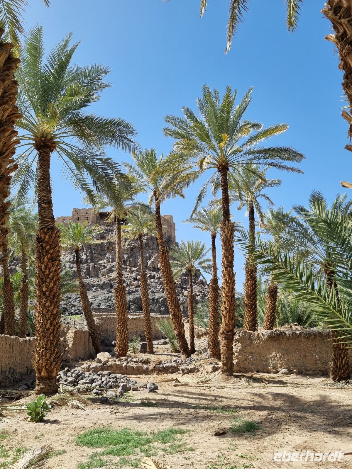 Khaibar - Spaziergang durch die Oase...