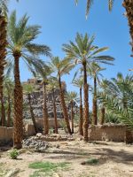 Khaibar - Spaziergang durch die Oase...