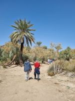 Khaibar - Spaziergang durch die Oase...