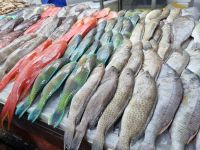 Jeddah - Fischmarkt 