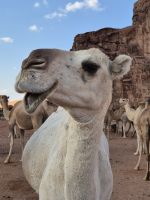 Region Tabuk, Kamele