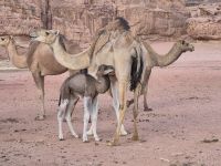 Region Tabuk, Kamele