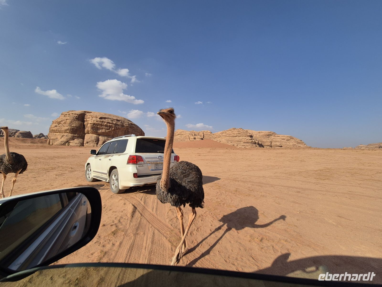 im Neom Natural Reserve