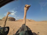 im Neom Natural Reserve