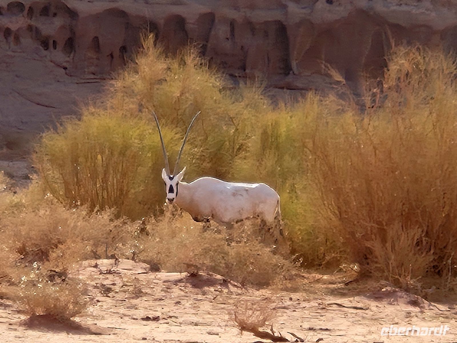 im Neom Natural Reserve