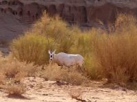 im Neom Natural Reserve