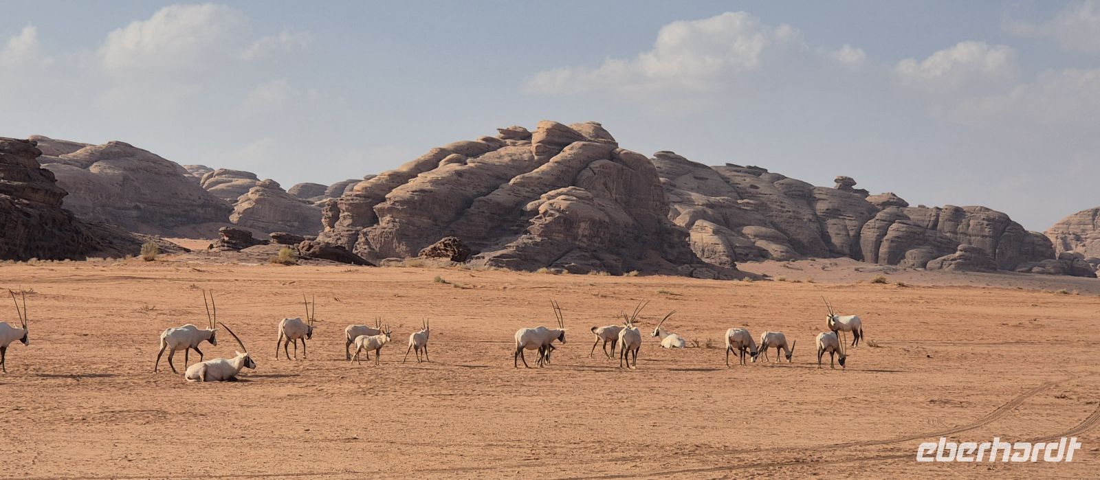 im Neom Natural Reserve