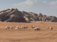 im Neom Natural Reserve