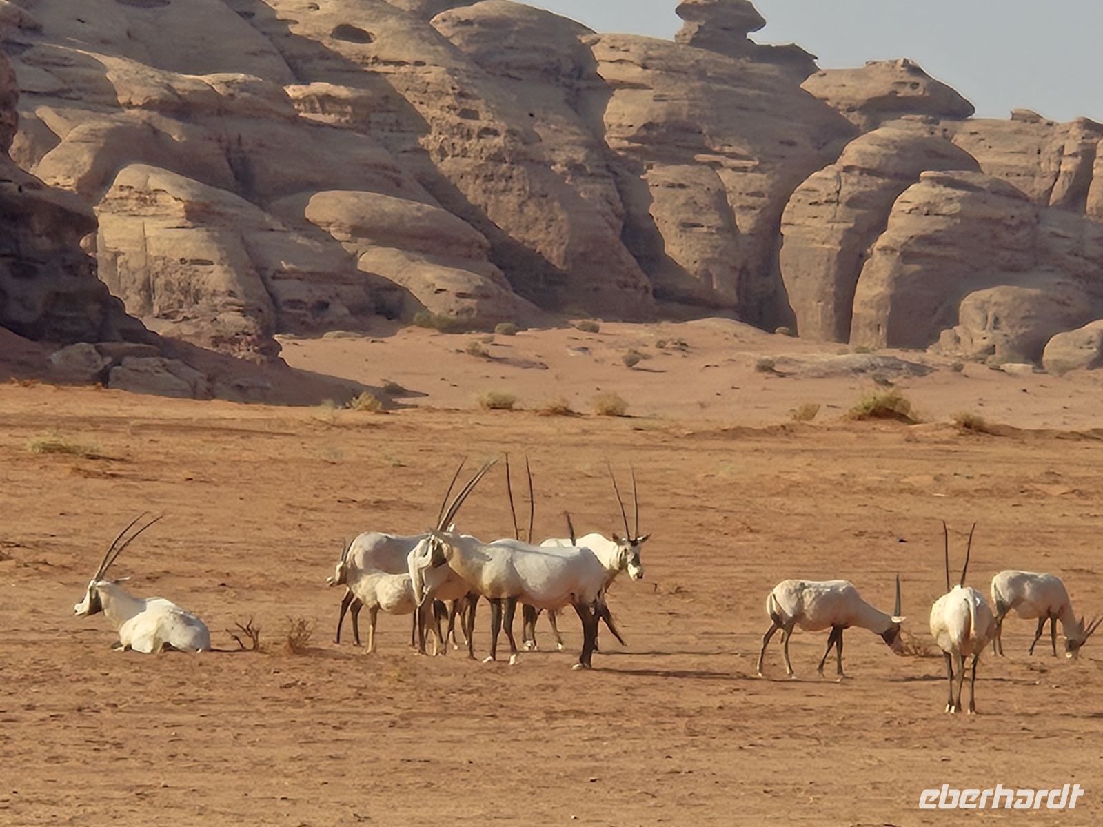 im Neom Natural Reserve