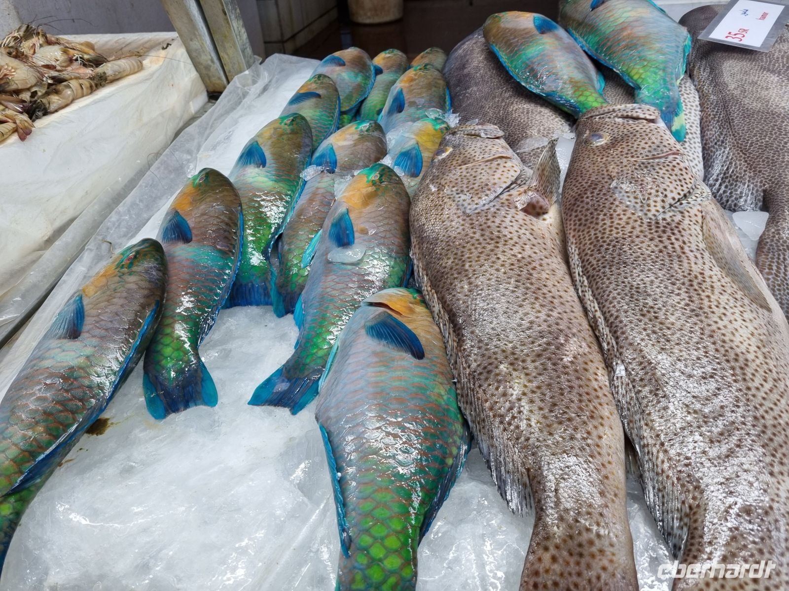 Jeddah - Fischmarkt 