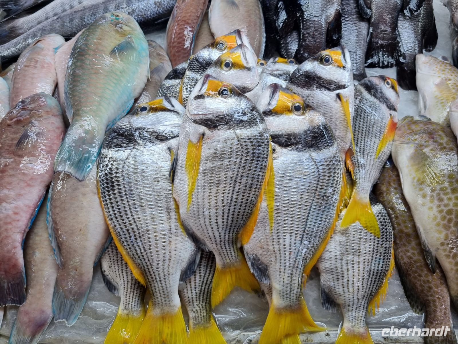 Jeddah - Fischmarkt 