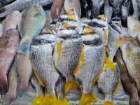 Jeddah - Fischmarkt 
