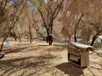 Wadi Al Disah - Mittags-Picknick auf einer Farm