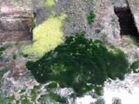 Interessante Moos- und Algenbildung im Trockendock der Titanic