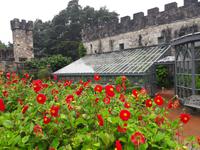 Blütenpracht in Glenveagh Castle