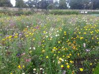 Walled Garden im Phoenix Park von Dublin