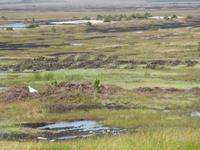 Moorlandschaft