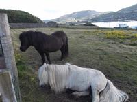 Shetland-Ponies