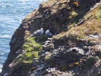 Sumburgh Head, Nistfelsen der Seevögel
