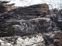 Sumburgh Head, Nistfelsen der Seevögel