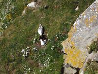 Sumburgh Head, Nistfelsen der Seevögel