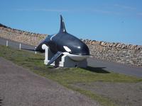 Sumburgh Head, Weg zum Leuchtturm