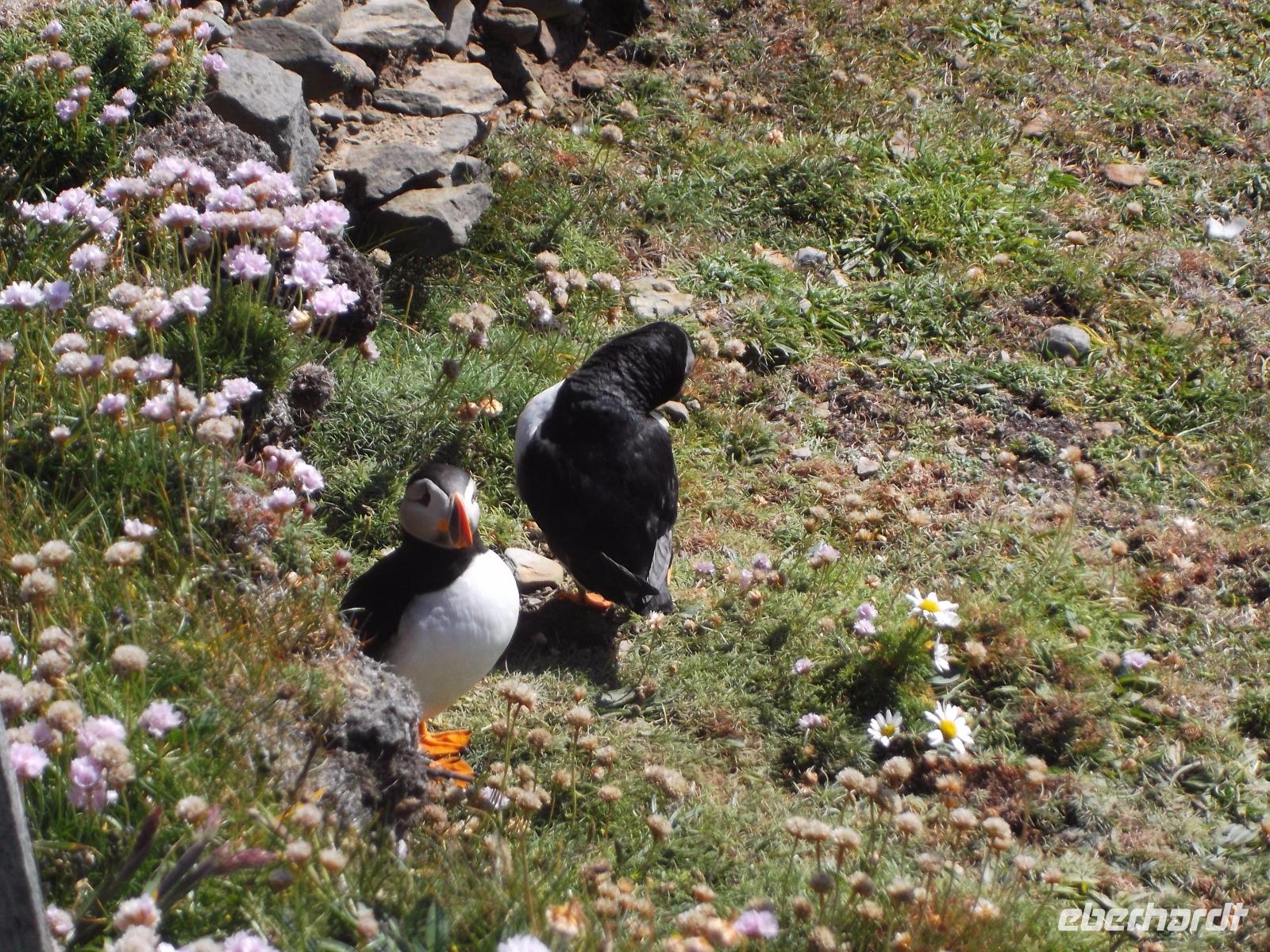 Papageientaucher am Sumburgh Head, Shetlands