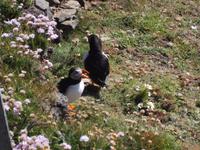 Papageientaucher am Sumburgh Head, Shetlands