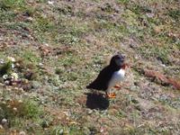 Papageientaucher am Sumburgh Head, Shetlands