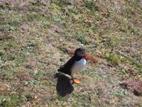 Papageientaucher am Sumburgh Head, Shetlands