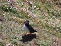 Papageientaucher am Sumburgh Head, Shetlands