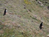 Papageientaucher am Sumburgh Head, Shetlands