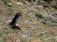 Papageientaucher am Sumburgh Head, Shetlands
