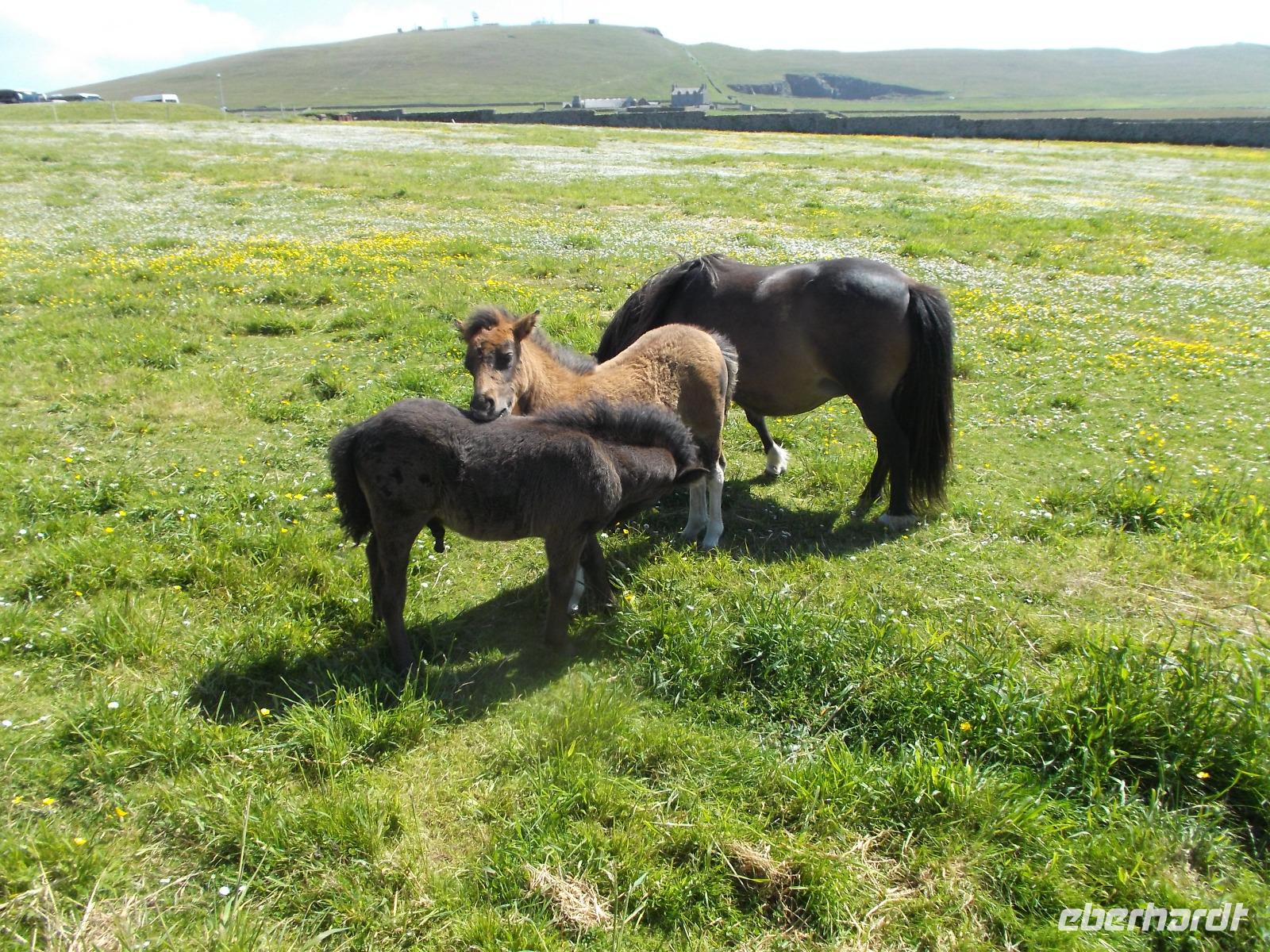 Shetland-Ponies