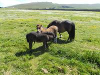 Shetland-Ponies