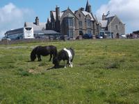 Shetland-Ponies