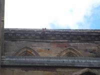 Melrose Abbey, dudelsackpfeifendes Schwein an der Dachtraufe