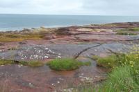 Sandsteinfelsküste im Nordosten von Arran