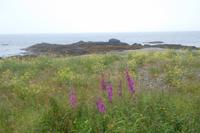 Westküste von Arran