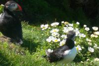 Man kommt nah an die Papageientaucher heran ... 