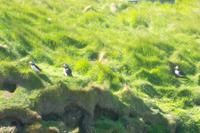 hier lebt einer große Papageientaucherkolonie 