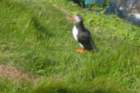 ... aber sie sind niedlich