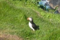 Man kommt nah an die Papageientaucher heran ... 