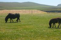 natürlich sahen wir auch Shetland-Ponies