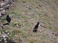 Papageientaucher am Sumburgh Head, Shetlands
